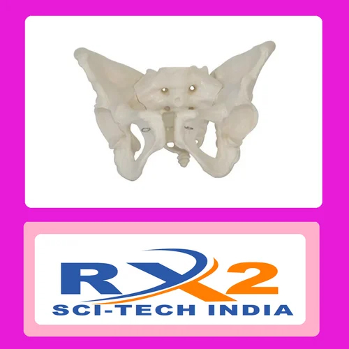 मेडिकल छात्रों के लिए वयस्क महिला पेल्विस मॉडल