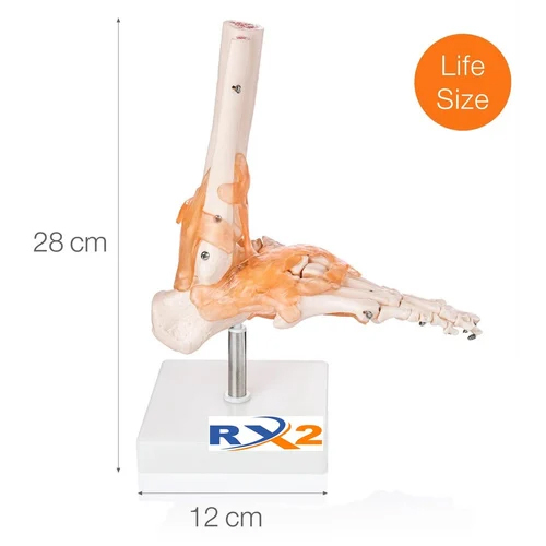 Foot Joint Model For Medical Student