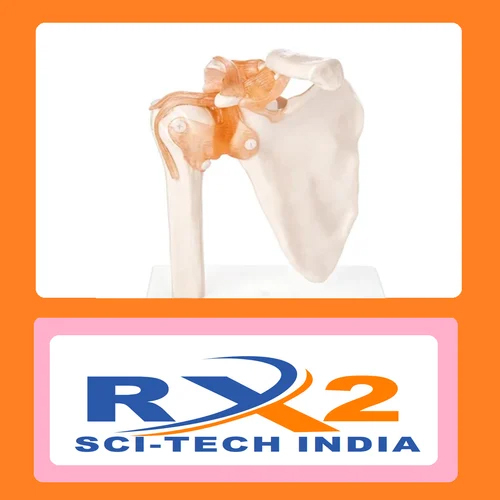 Shoulder Joint Model For Medical Student