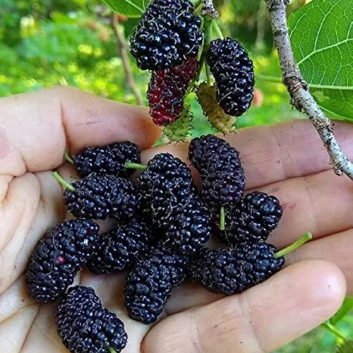 Frozen Mulberry Fruits - Sliced, High Quality, Sweet Flavor, 18-Month Shelf Life | Versatile for Smoothies, Baking, and Desserts