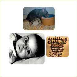 चूहा नियंत्रण सेवा