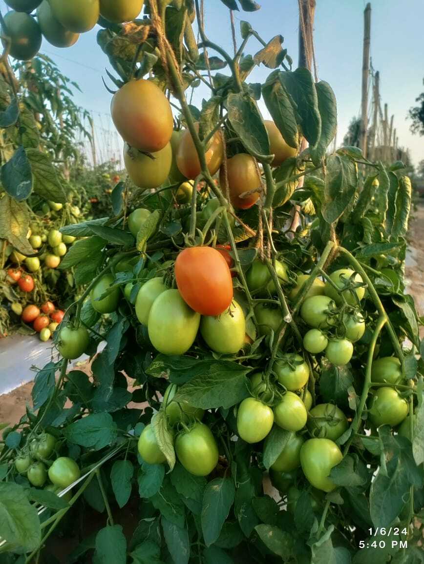 Ls3038 Hybrid Tomato Seeds