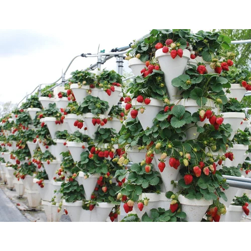Strawberry Farming In Hydroponics - PVC Base, Aluminum Frame, Air Cooling System | Soil-Free Strawberry Cultivation with Monitoring System