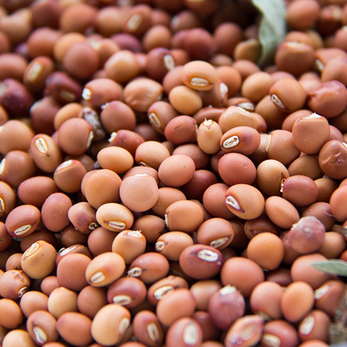 Common Pigeon Peas Seeds