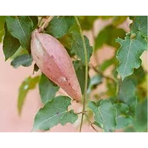 लेपटाडेनिया रेटिकुलाटा का निक्षेप (जीवांती)