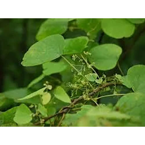 Cissampelos Pareria Extract ( Patha ) Direction: As Suggested