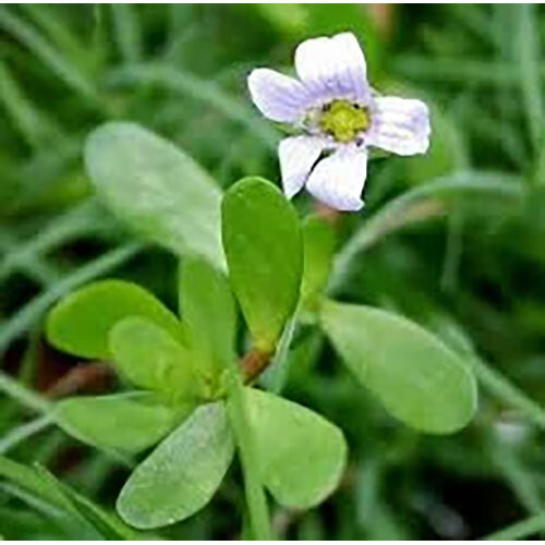 Bacopa Monnieri Extract - Herbal Supplement For Commercial Use | Store In Cool & Dry Place, As Suggested