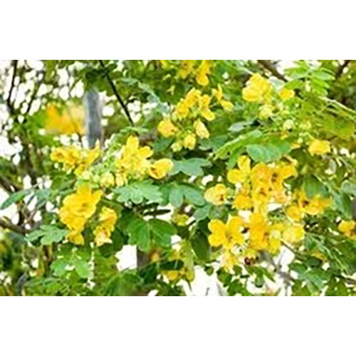 Cassia Angustifolia Extract ( Senna Pan ) Direction: As Suggested