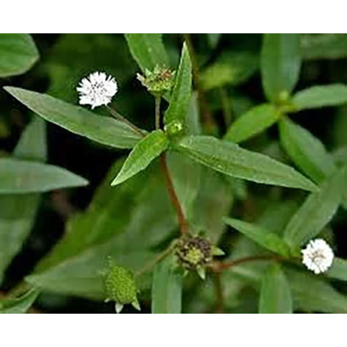 Bhringraj Leaves Extract - Herbal Formula For Hair Care | Suggested Use, Store In Cool & Dry Place