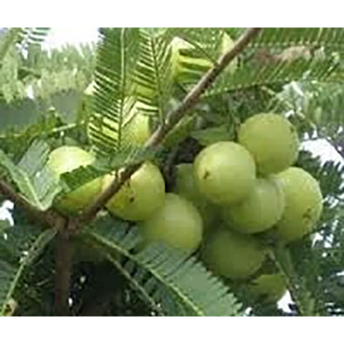 Phyllanthus Niruri Extract ( Bhui Amla ) Direction: As Suggested