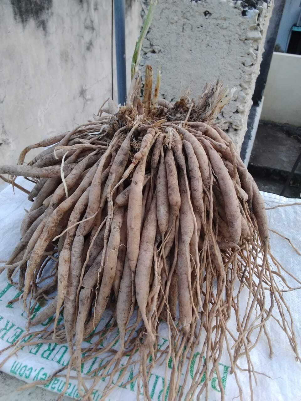 Common Shatawari Powder