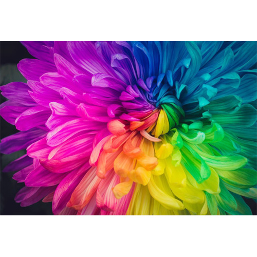 फ्लोरोसेंट पिग्मेंट्स