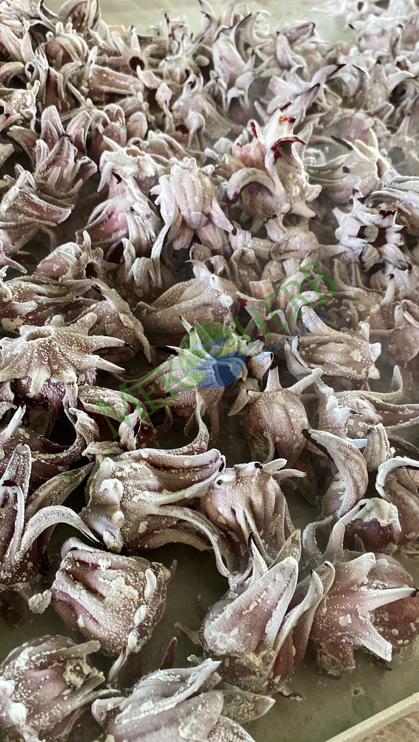 Frozen Hibiscus