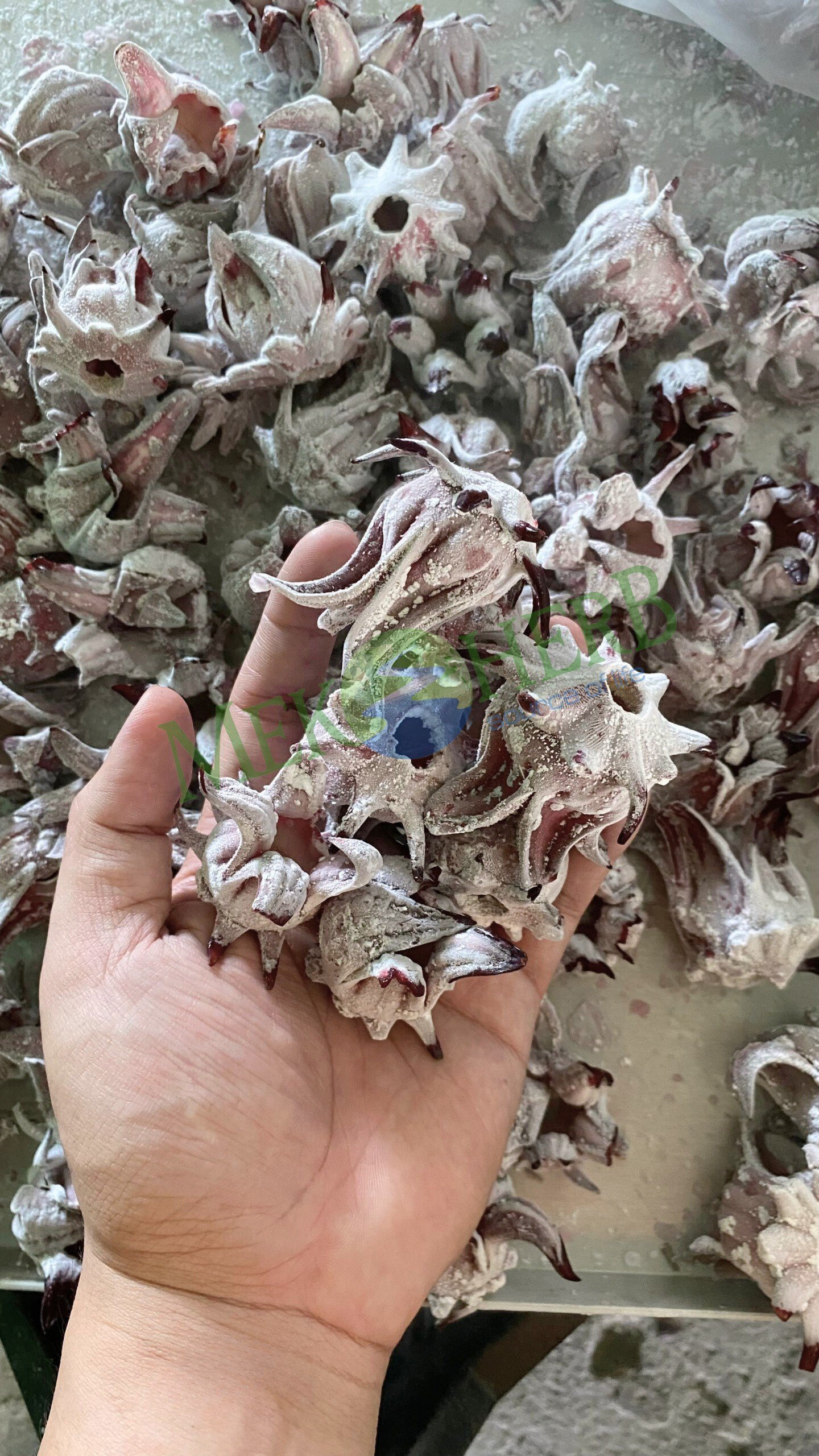 Frozen Hibiscus