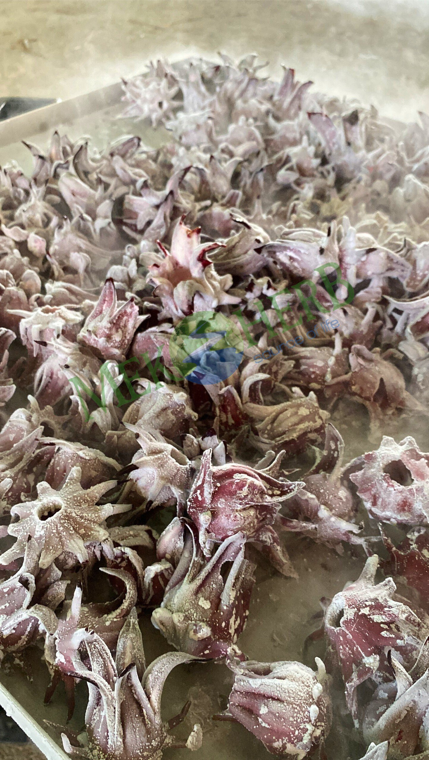 Frozen Hibiscus