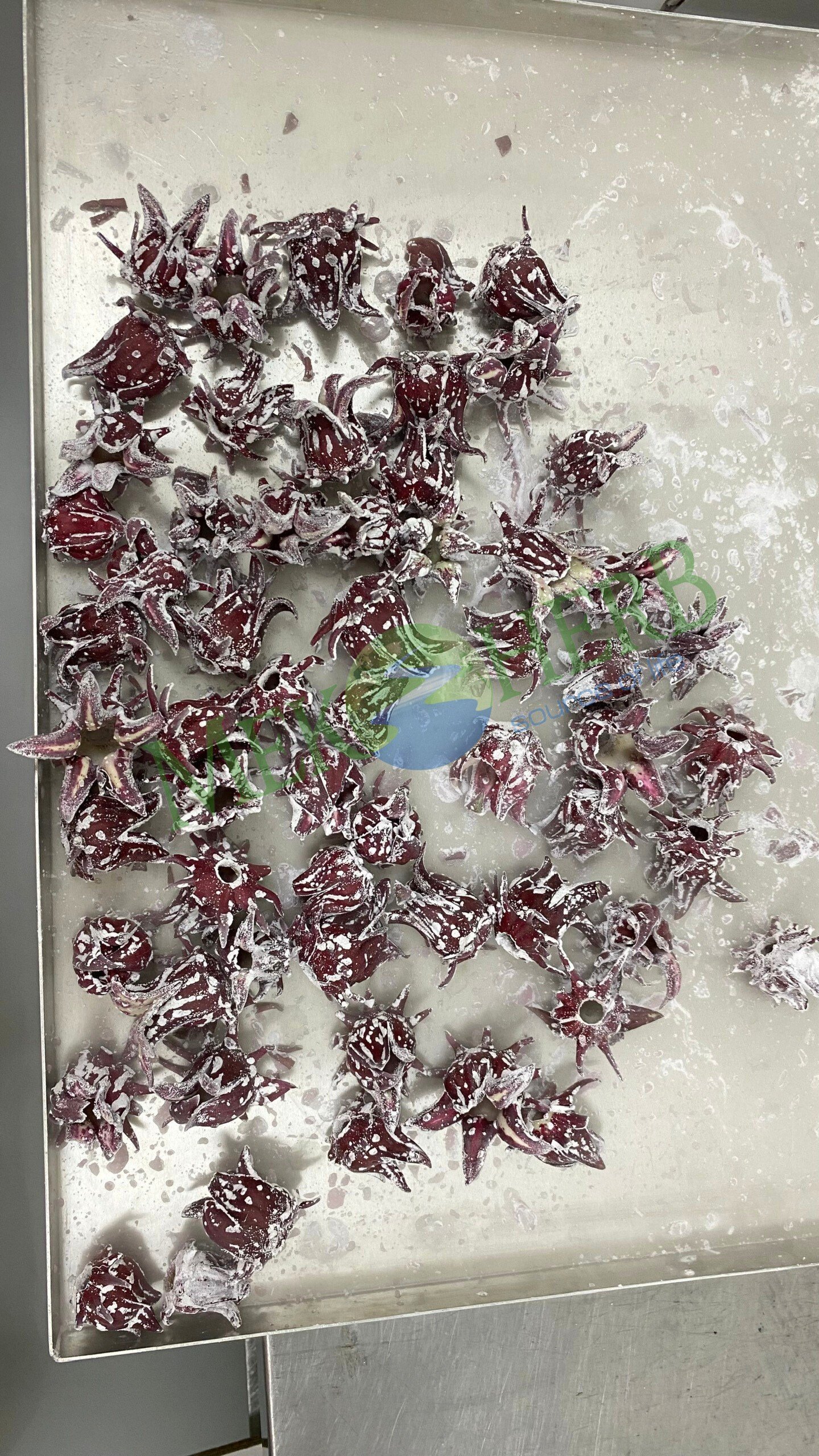 Frozen Hibiscus