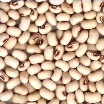 लोबिया