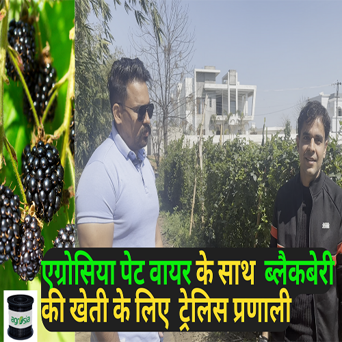 ब्लैकबेरी खेती के लिए 4 मिमी एग्रोसिया पालतू तार