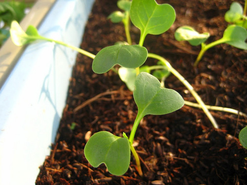 coir pots