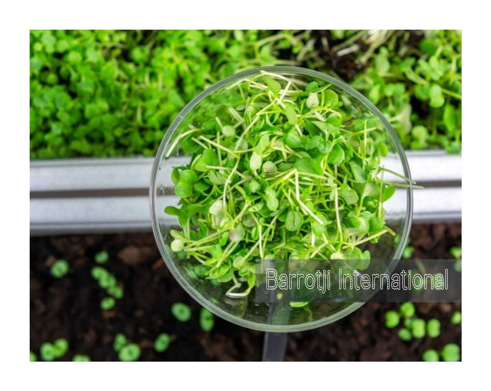 Kasuri Methi - Dried Herbal Leaf, All Grade Quality | Cold & Dry Storage, Naturally Green Color, 50g Pack