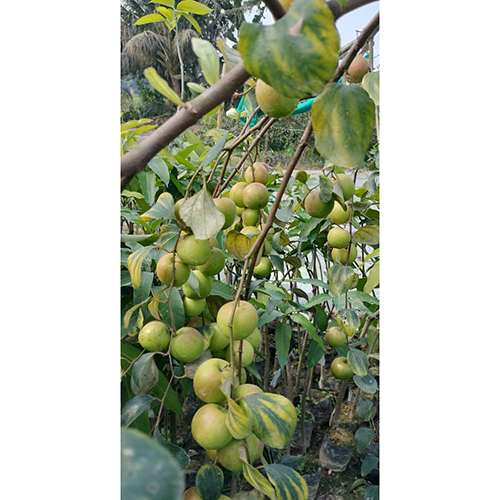 बॉल शिंदुरी सेब बेर पौधा