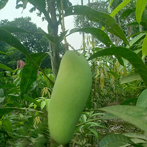 केला आम का पौधा