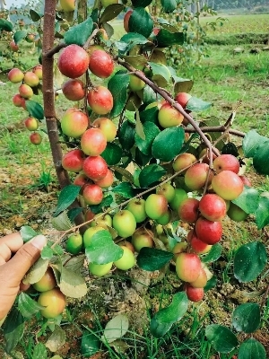 भारतीय सुंदरि सेब बेर पौधा