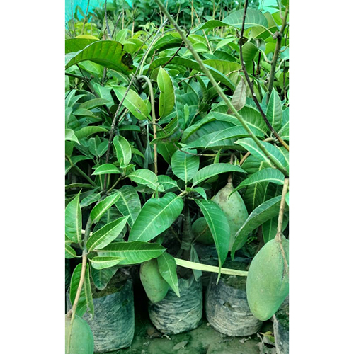 Different Available Thai 12 Masi Grafted Mango Plant