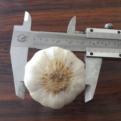 Round Raw Fresh Garlic