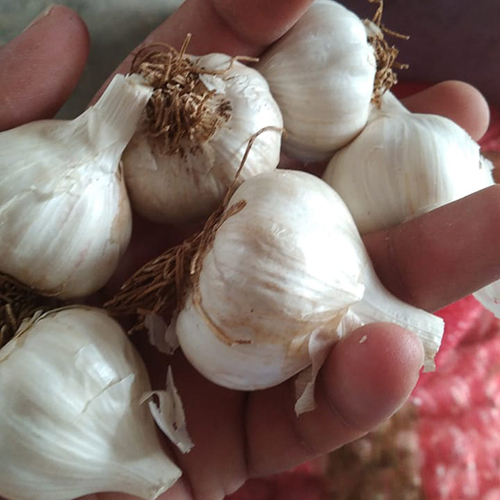 Round Raw Fresh Garlic
