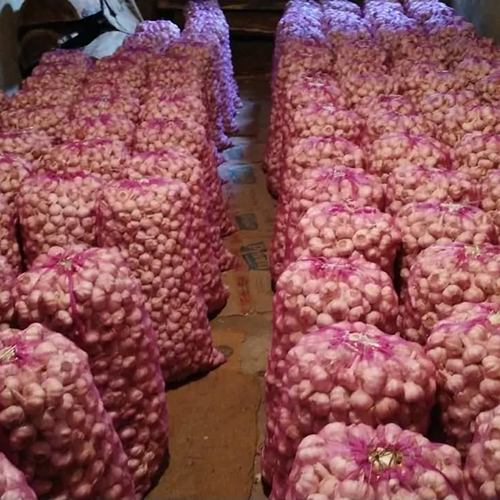 Round Raw Fresh Garlic