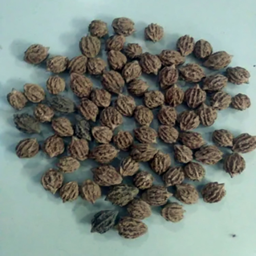 Wood Special Kamalaksh Rudraksh