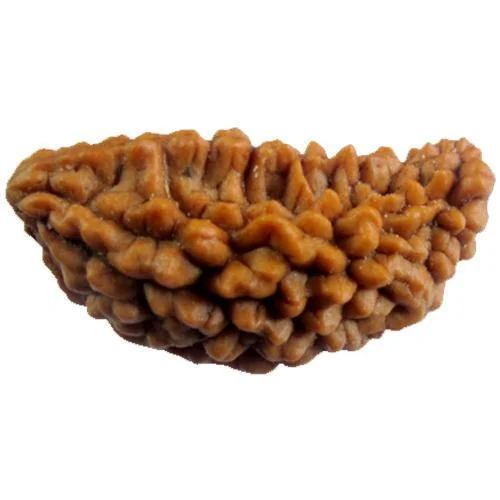 Wood 1 Mukhi Rudraksha