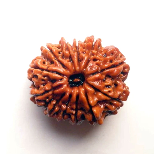 Wood 12 Mukhi Rudraksha
