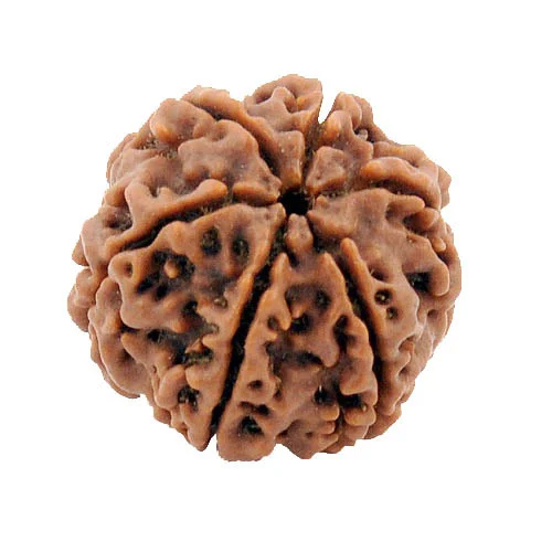 6 Mukhi Rudraksha - Wood, 19 mm | Healing, Spiritual, Wealth-Enhancing Bead for Pooja and Meditation
