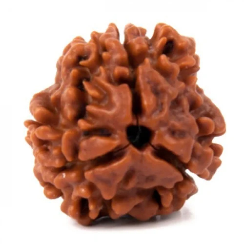 3 Mukhi Rudraksha - Wooden Bead 15mm to 20mm | Sacred Pooja Item for Spiritual Growth and Protection