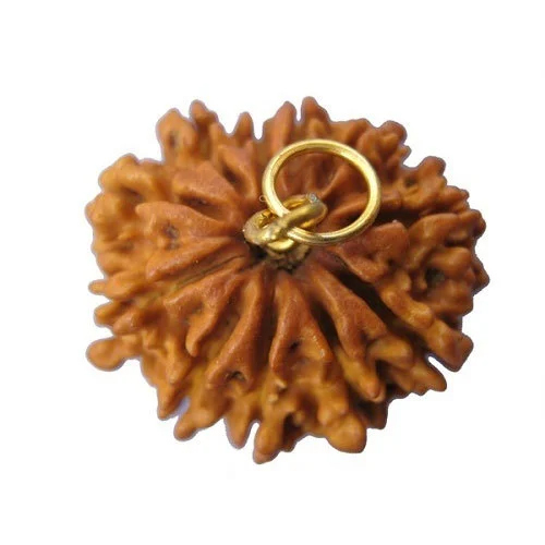 Wood 11 Mukhi Rudraksha