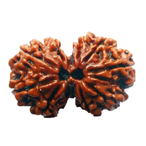 Wood Gauri Shankar Rudraksha