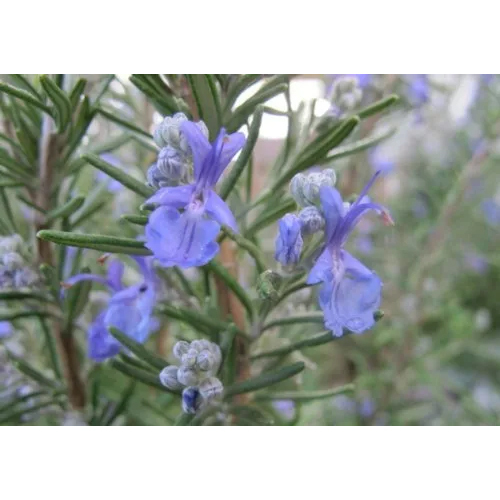 Rosemary Essential Oil - Purity: High