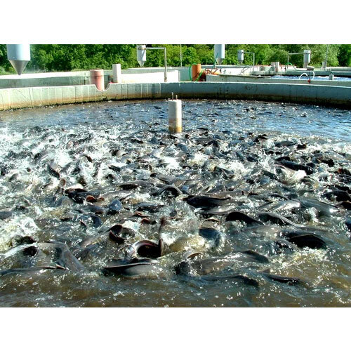 HDPE/LDPE Sheet For Aquacultures - Flexible Size Options, Black Color | UV Resistant, Temperature Control, Water Quality Management