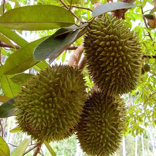 Different Available A Grade Durian Fruit