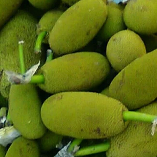 बेबी जैकफ्रूट