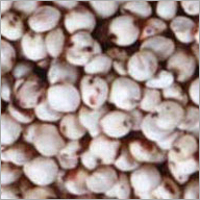 Sorghum