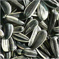 Sunflower Seed