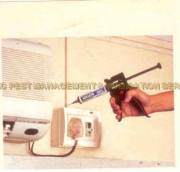 तिलचट्टा जेल आवेदन