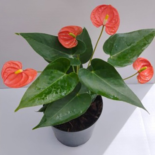 Different Available Orange Anthurium Plant