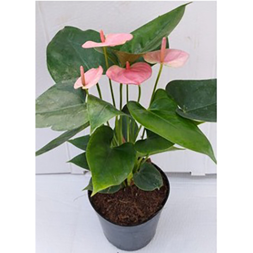 Different Available Pink Anthurium Plant