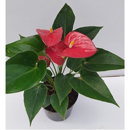 Different Available Red Anthurium Plant