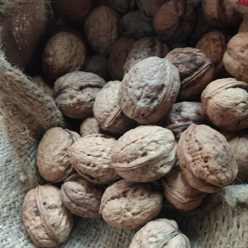 Common Natural Walnut