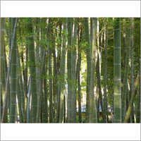 कच्चे बांस के डंडे